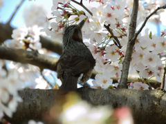 花見の特等席