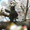 花見の特等席
