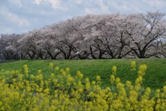 春の三色