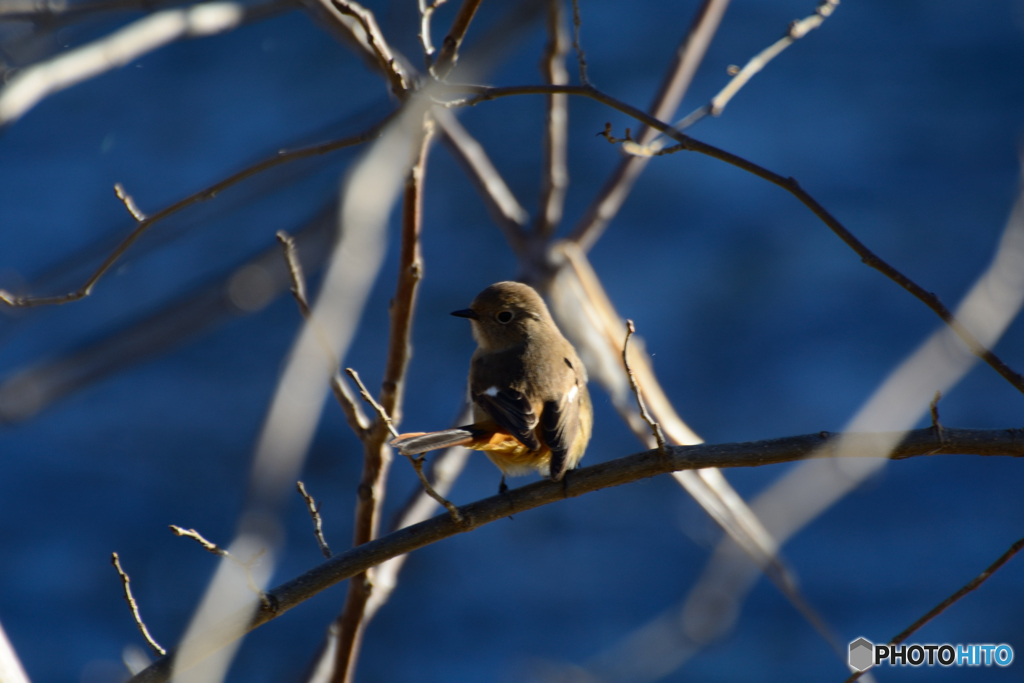 見返りジョビ娘