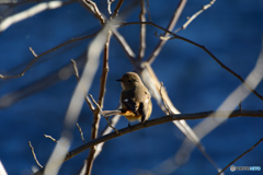 見返りジョビ娘