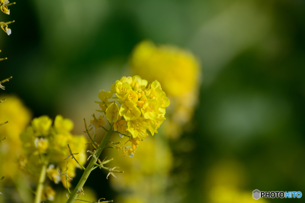 気の早い菜の花