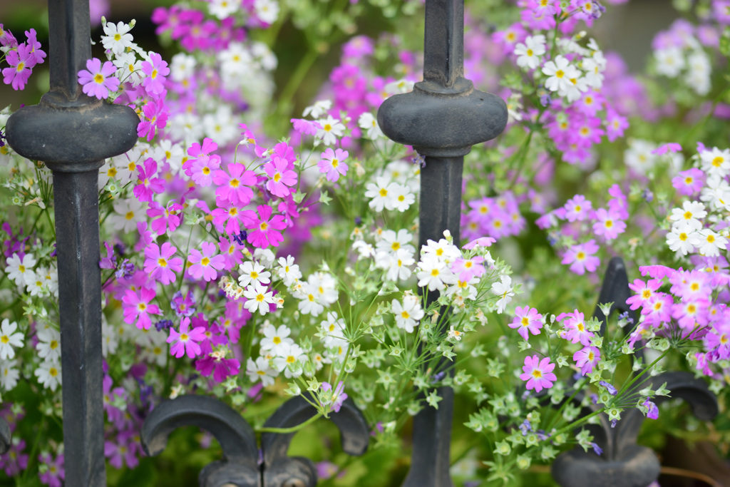 フェンスの中の春