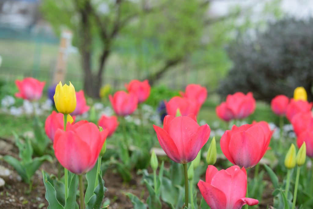 チューリップ