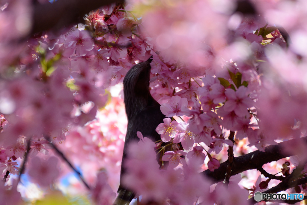 桜にヒヨ