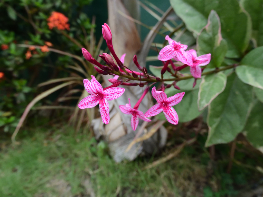 なんの花かな