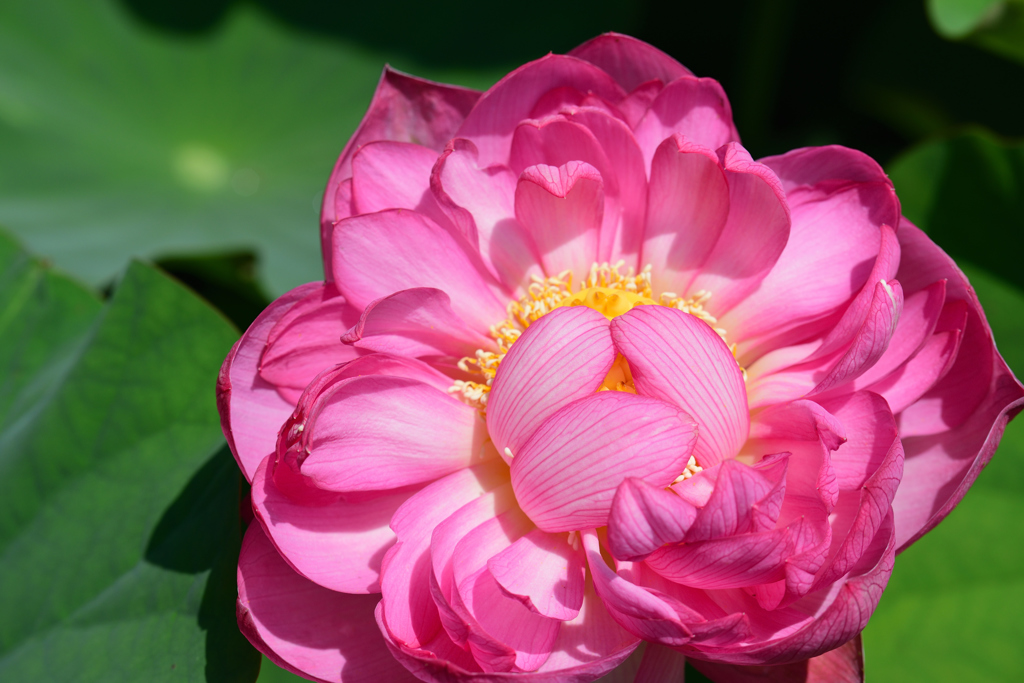 見つめちゃイヤ