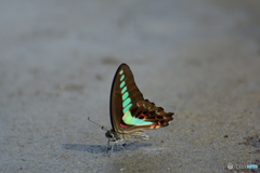 真夏日につきミネラル補給中