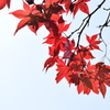春の紅
