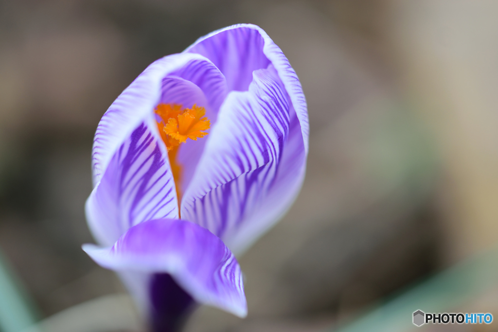 紫のベールを纏う