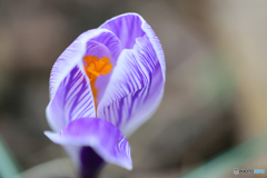 紫のベールを纏う