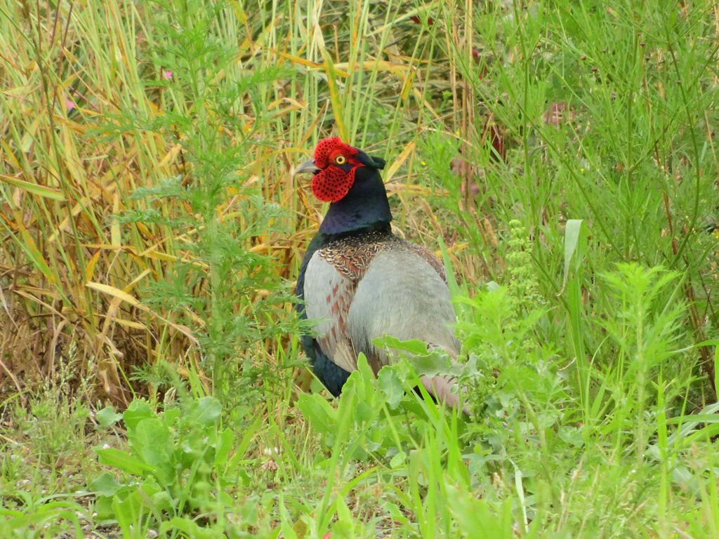 奥方の目を逃れて