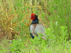 奥方の目を逃れて