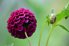 ダリア裏側から