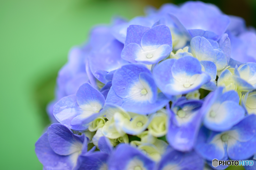 紫陽花（ブルー）