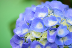 紫陽花（ブルー）