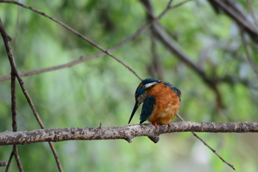 カワセミ日和_01