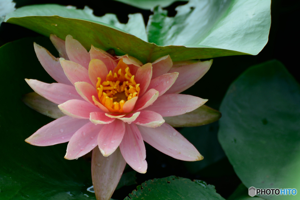 雨上がりの睡蓮