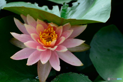 雨上がりの睡蓮