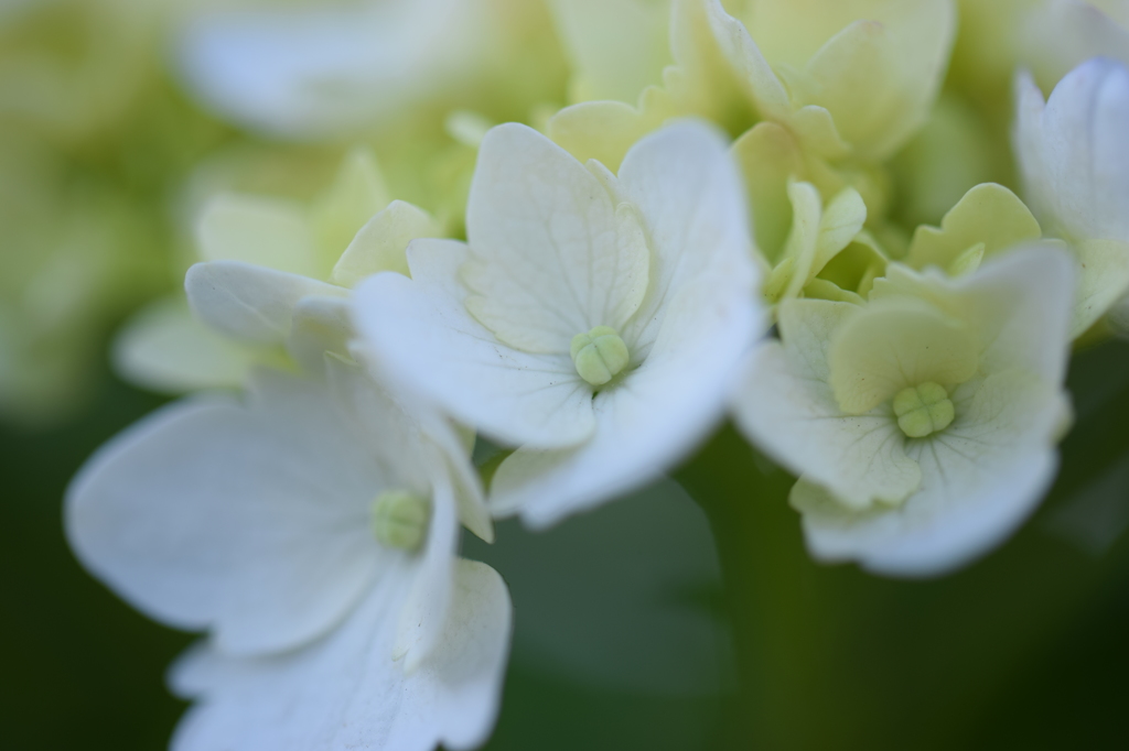 紫陽花