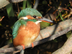 日陰がお好き？