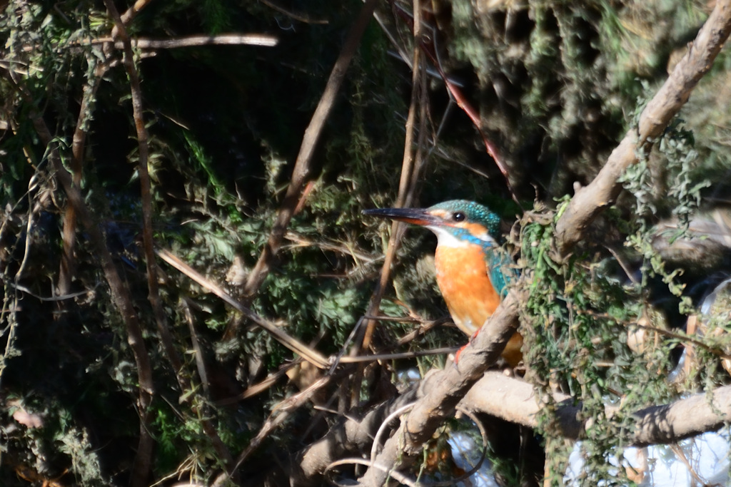 ゴミたまりの宝石