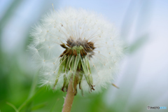 見上げてみました