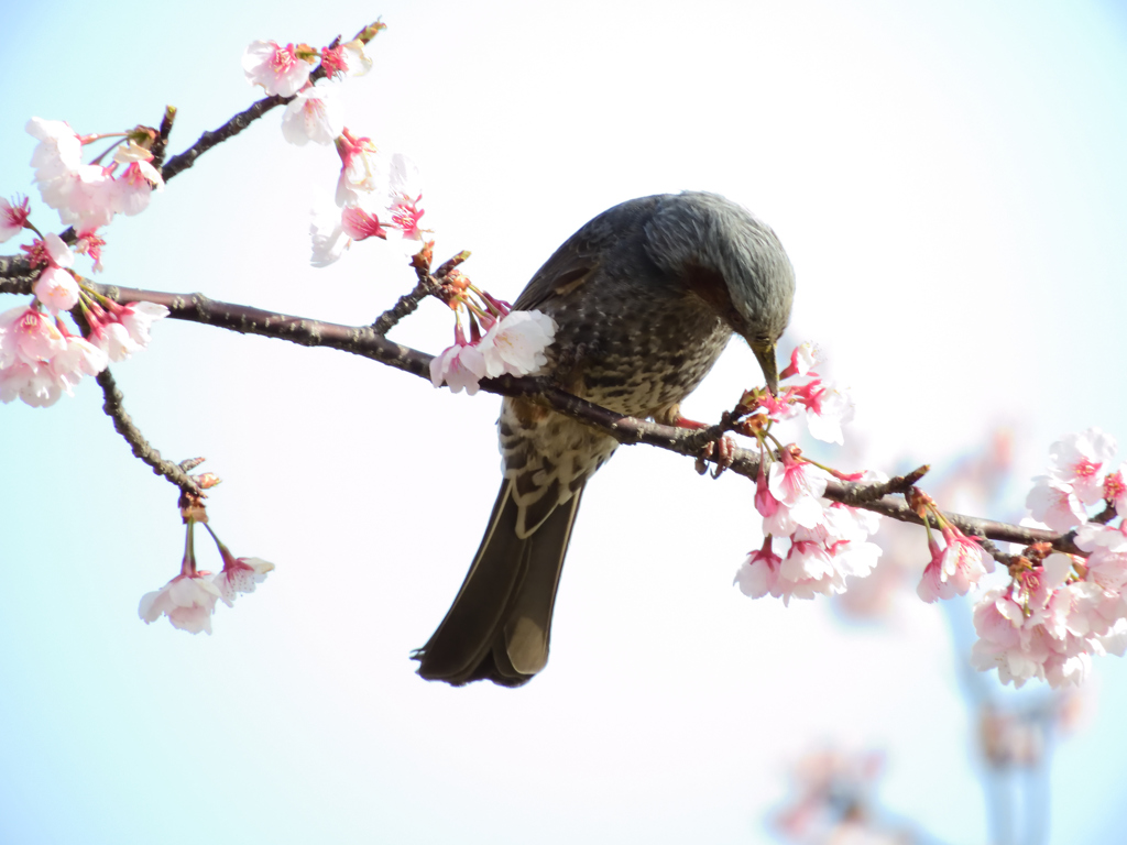サクヒヨ