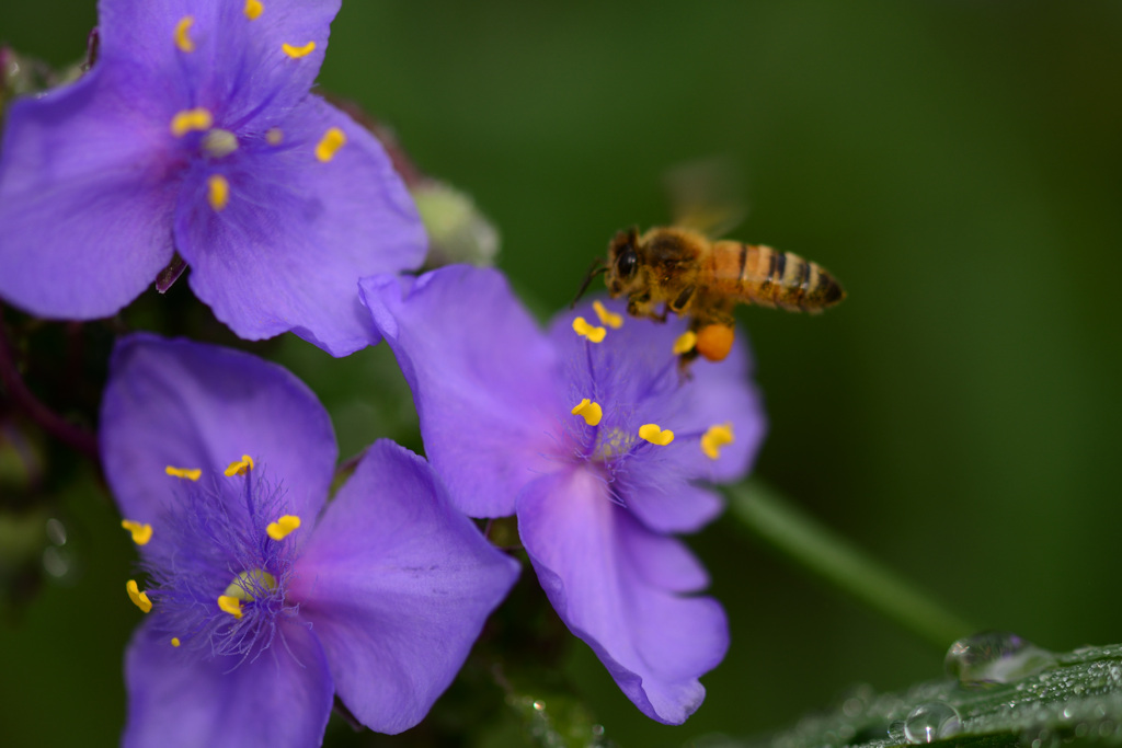 露草とミツバチ