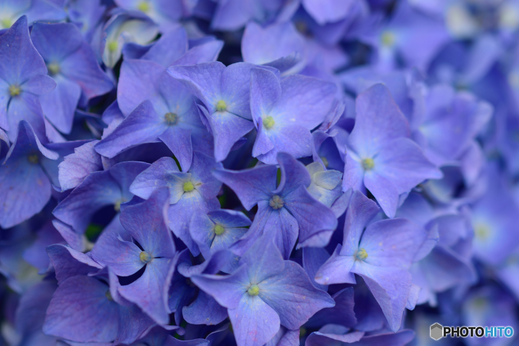 紫陽花
