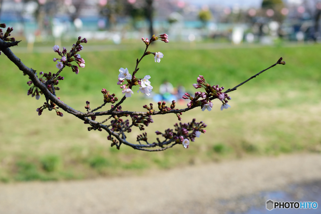 お花見日和