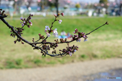 お花見日和