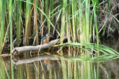 まだ、よちよち歩きです