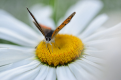がん飛ばすなよ