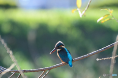 今日もカワセミ日和_2羽目