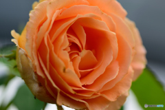 オレンジの薔薇