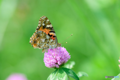 ヒメアカタテハ