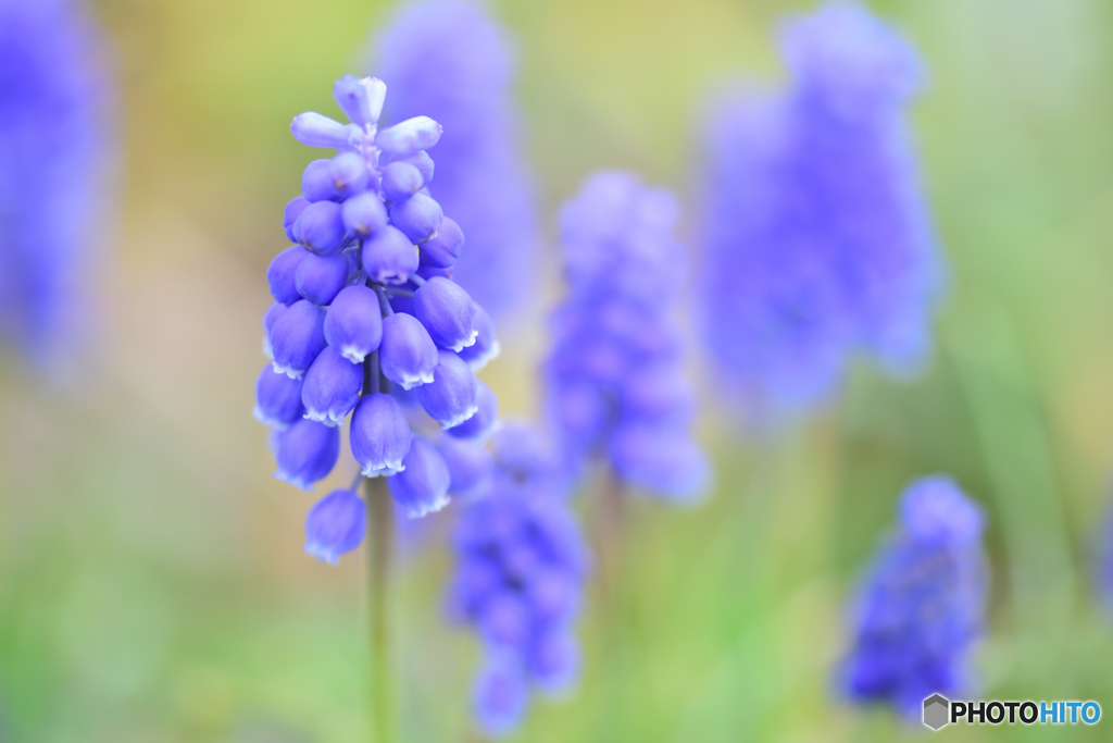 ムスカリ咲きました