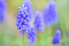 ムスカリ咲きました