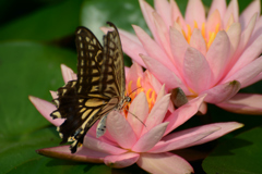 アゲハと睡蓮