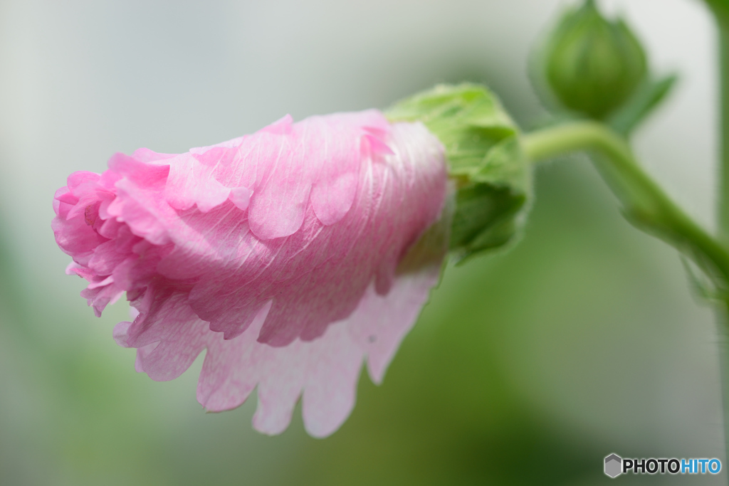 クレープの質感