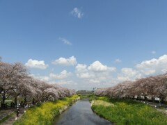 桜の散歩道