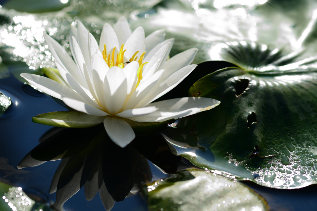 ホタル池の睡蓮