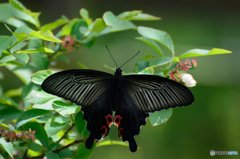 黒アゲハ
