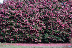山茶花の壁