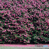 山茶花の壁