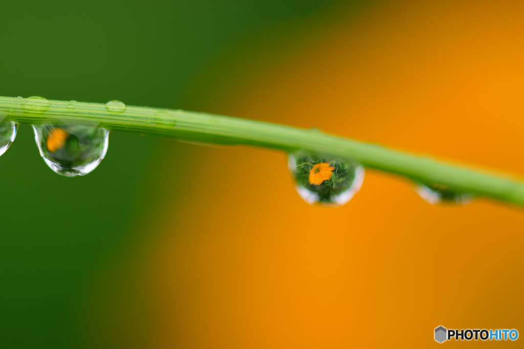 キバナコスモス