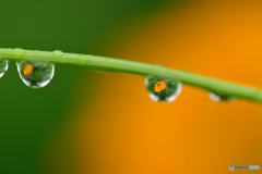 キバナコスモス