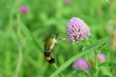 オオスカシバ_2