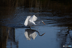 狙った獲物は逃さない